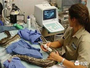 蟒蛇 吃瓜 第1张 蟒蛇 吃瓜 第1张