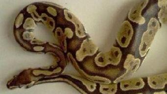 蟒蛇 吃瓜 第3张 蟒蛇 吃瓜 第3张