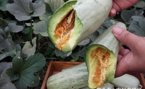 孕妇吃大瓜,孕妇健康饮食新选择 第2张 孕妇吃大瓜,孕妇健康饮食新选择 第2张