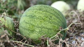 兰州爆料吃瓜事件,揭秘背后真相与网络舆论风暴