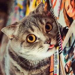 吃瓜的起司猫,揭秘萌宠界的美食达人  第2张