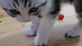 吃瓜的起司猫,揭秘萌宠界的美食达人  第3张