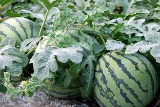 以前吃瓜和最近吃瓜的区别,吃瓜文化的演变与变迁  第3张