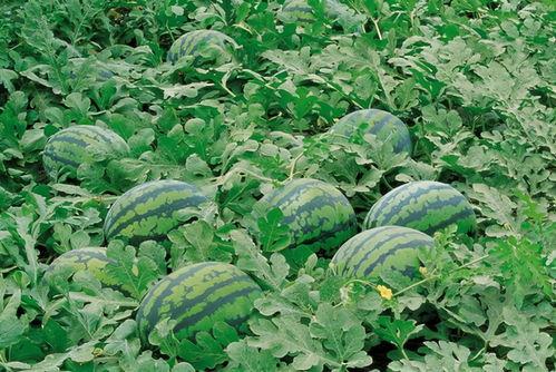 鸡舍吃瓜 第1张 鸡舍吃瓜 第1张