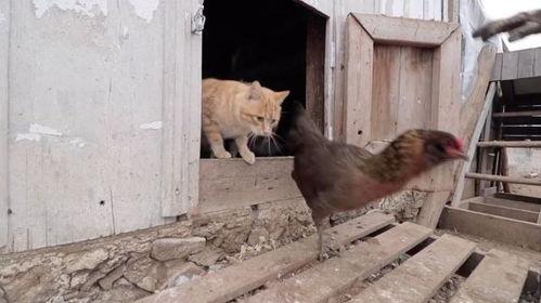 鸡舍吃瓜 第2张 鸡舍吃瓜 第2张