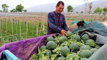 鸡舍吃瓜 第3张 鸡舍吃瓜 第3张
