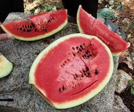 吃少瓜中毒,揭秘吃少瓜中毒的惊人真相 第3张 吃少瓜中毒,揭秘吃少瓜中毒的惊人真相 第3张