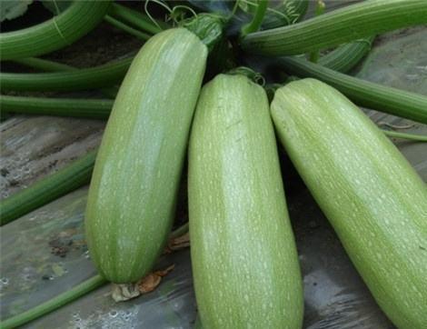 瓜的好处吃嫩瓜的好处,探寻瓜的好处与嫩瓜的独特魅力 第1张 瓜的好处吃嫩瓜的好处,探寻瓜的好处与嫩瓜的独特魅力 第1张