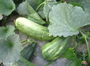 瓜的好处吃嫩瓜的好处,探寻瓜的好处与嫩瓜的独特魅力 第3张 瓜的好处吃嫩瓜的好处,探寻瓜的好处与嫩瓜的独特魅力 第3张