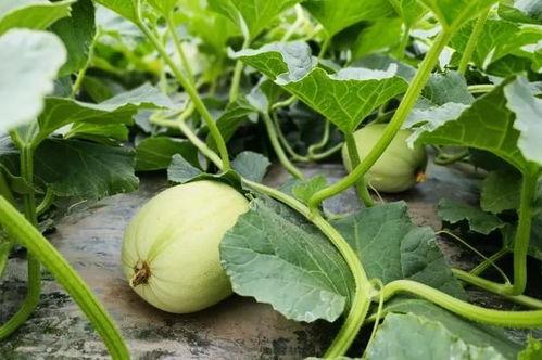 小苏吃瓜系统,揭秘娱乐圈幕后故事 第3张 小苏吃瓜系统,揭秘娱乐圈幕后故事 第3张