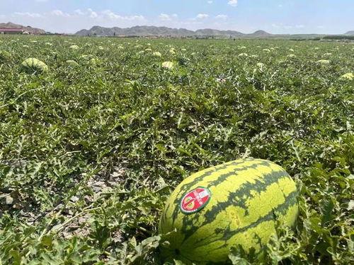 宁夏长城集团吃瓜