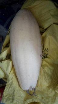 梦到吃大白瓜,揭秘梦中大白瓜的神秘寓意