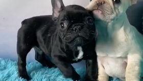 吃瓜黑白双煞,揭秘娱乐圈幕后风云 第3张 吃瓜黑白双煞,揭秘娱乐圈幕后风云 第3张