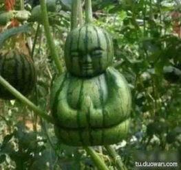 吃瓜网络瓜啥意思 第3张 吃瓜网络瓜啥意思 第3张