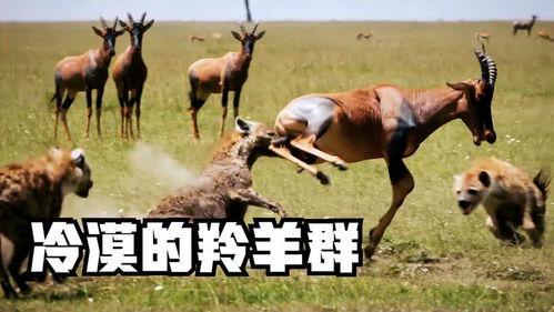 羊会吃瓜吗,揭秘羊儿对瓜果的喜爱之谜