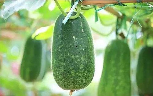 啥是网上吃瓜,虚拟世界中的围观与娱乐