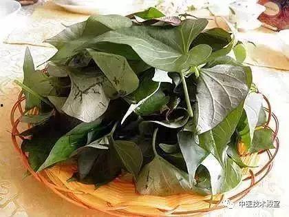 兰瓜叶子头怎么吃,兰瓜叶子头的美味烹饪攻略