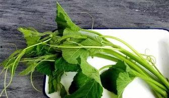 兰瓜叶子头怎么吃,兰瓜叶子头的美味烹饪攻略