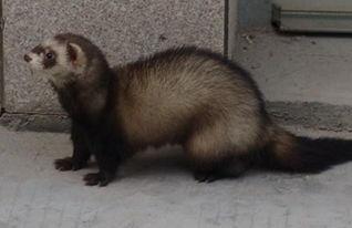 貂吃瓜吗,揭秘貂类动物对瓜果的喜好之谜  第2张